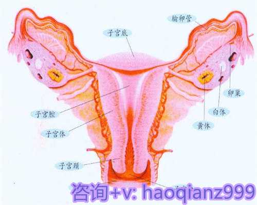 青岛供卵试管生孩子中介，青岛供卵价位