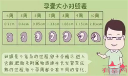 怀孕6个月肚子有多大_怀孕6个月肚子大小