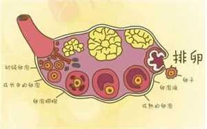 怀孕促甲状腺激素正常值是多少