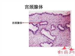 产后两个月同房没戴套，会怀孕么？