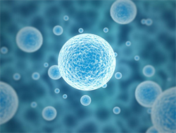 卵泡多大怀孕男孩几率大,卵泡长到多大同房易生男孩