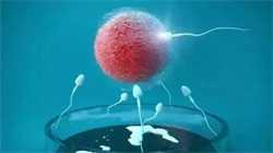 怀孕内裤黄是不是男孩为什么怀男孩内裤好黄