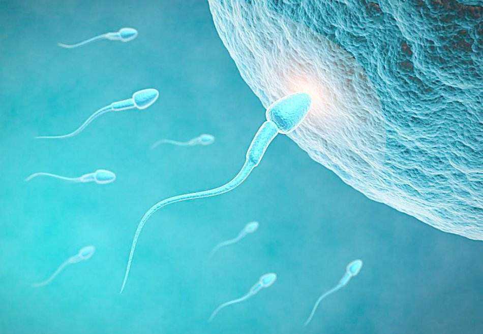 媳妇刚怀孕能同房吗