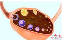 怀孕7个月还需要补dha吗