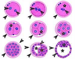 正常人感染弓形虫多久自愈