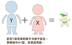 胎儿也会学习如何进行胎教