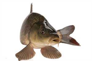 乳腺增生吃什么乳腺增生的饮食疗法