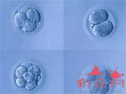 低聚果糖婴儿可以吃吗？结果可能意想不到！